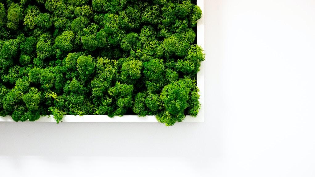 moss walls are flexible to design