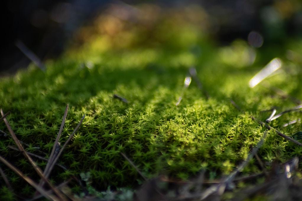 moss walls purify the air