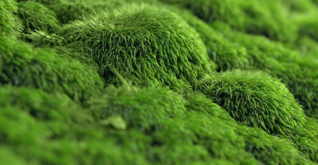 What is a moss wall?
